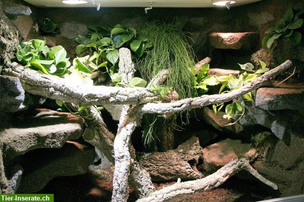 Bild 2: Terrarium für Schlangen unser Typ T07 - Halbfeucht-/Waldterrarium