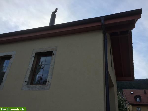 Bild 7: Tierfreundlich! Grosses renoviertes Haus - Grange, Chalet, Fromagerie