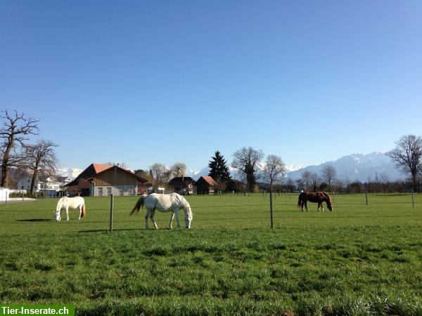 Bild 5: Schöner Pferdestall mit Auslauf für 2 Pferde in Kiesen BE