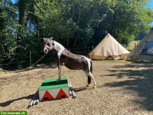 Bild 2: Neues Zirkus-Podest für Ponys und Grosspferde