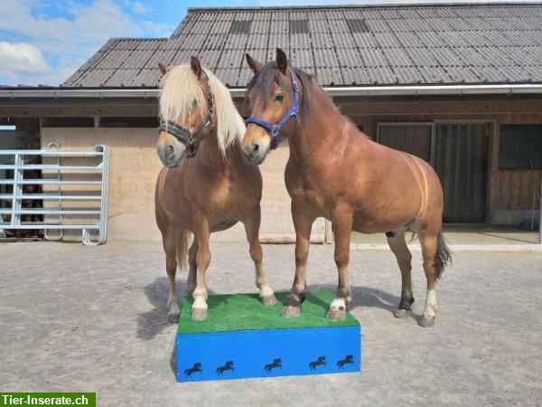 Bild 4: Neues Zirkus-Podest für Ponys und Grosspferde