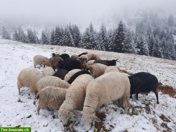 Bild 2: Wensydalemixe Schafe, Weibchen mit Locken