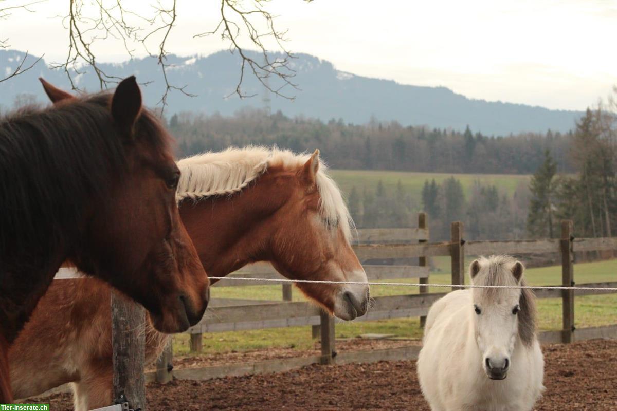 Bild 4: Biete pferdegestützte Therapie / Familienangebote / Coaching Bern und Thun