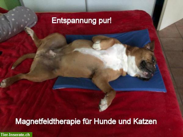Bild 1: Bio-Magnetfeldkissen für Hunde | Lebensfreude & Wohlbefinden