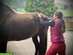 Shiatsu Behandlung & Magnetfeldtherapie beim Pferd