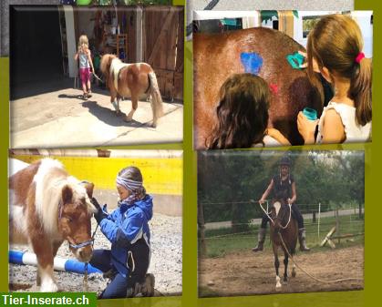 Bild 4: Ponyplausch im Ponystall für Kinder ab 4 Jahre