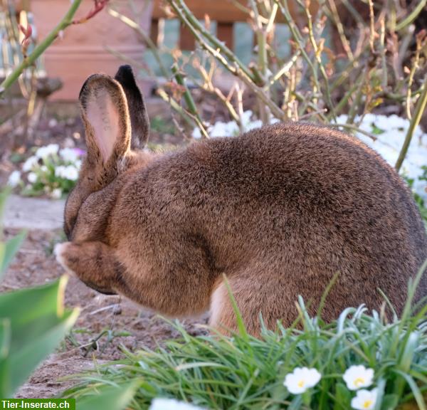 Bild 5: Verschmuste Graue Wiener Kaninchen aus Liebhaberzucht