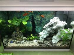 70 Liter Aquarium mit verschiedene Fische zu verkaufen