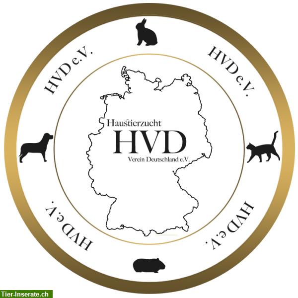 Bild 1: Hundezuchtverein, HVD e.V. jetzt mit Youtube Kanal mit Tipps für Züchter