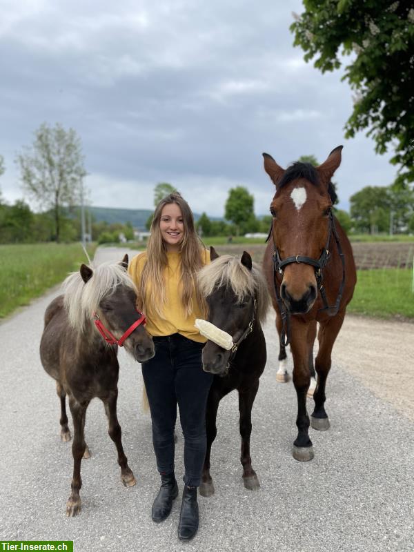 Bild 1: Reitpädagogik / Reittherapie in Aarau - Erlebnisse mit dem Pony