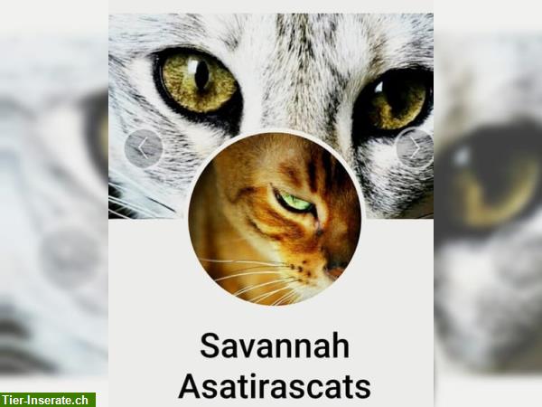 Bild 2: Savannah F5 SBT Kitten mit Papiere
