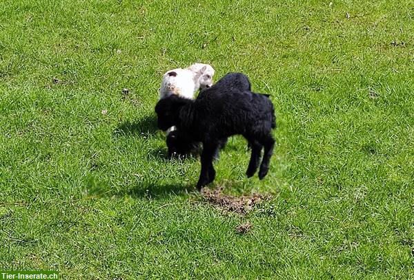 Bild 2: Zahme Ouessant Schafe von Naturspielgruppe