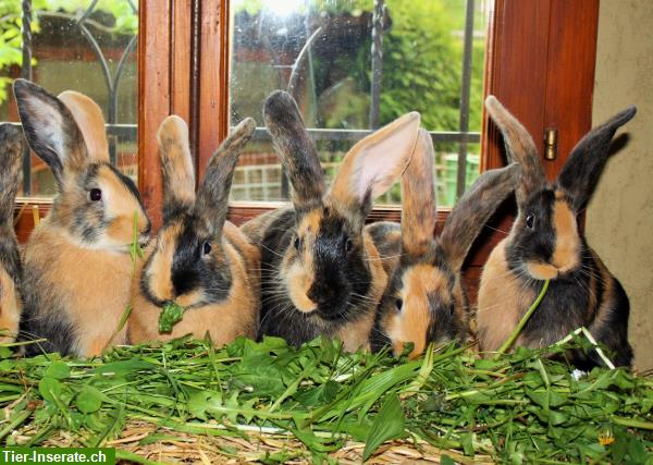 Bild 1: Japaner Kaninchen, Zucht- und Jungtiere zu verkaufen