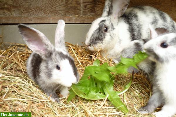 Bild 2: Japaner Kaninchen, Zucht- und Jungtiere zu verkaufen