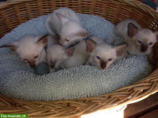 Bild 2: Anhängliche Siam Kätzchen zu verkaufen