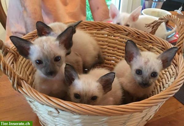 Bild 8: Herzige, anhängliche Siam-Kätzchen zu verkaufen
