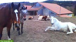 3 Pferdeplätze frei in Offenstall / Freilaufstall in Lamboing BE