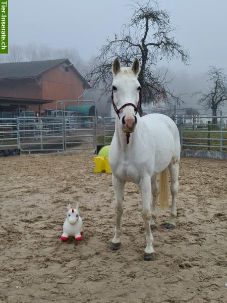 Bild 2: Hübsche deutsche Sportpferd Stute, 12-jährig