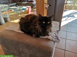 Vermisste Katze: Laani, Schildpatt - Region Seeland