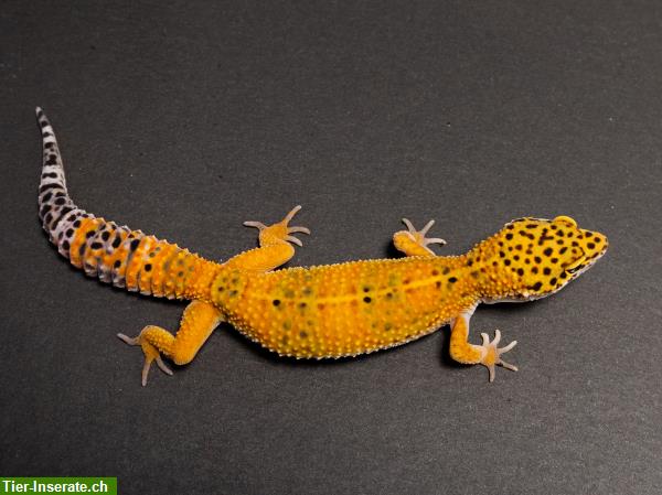 Bild 2: Electric Tangerine und Blood - Leopardgecko Jungtiere