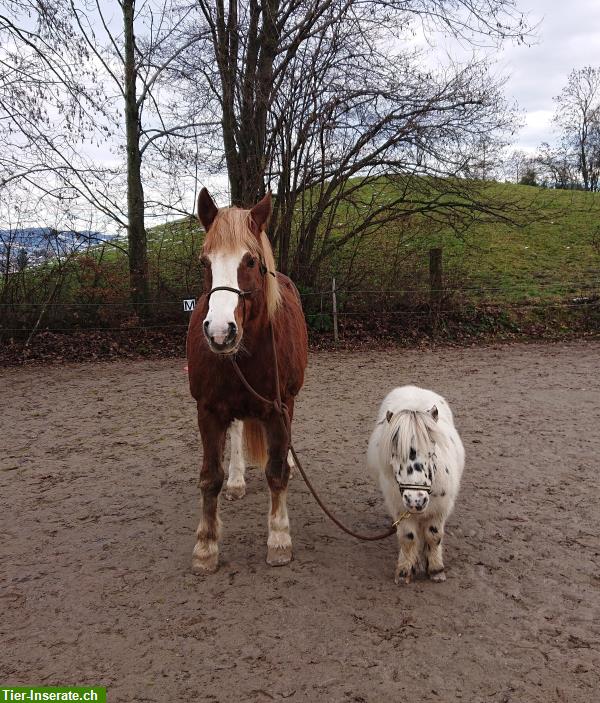 Bild 3: Pferde-ABC & Bodenarbeit für Kinder & Erwachsene im Züri Oberland