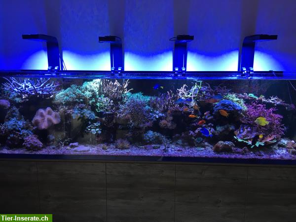 Bild 1: 1400 Liter Meerwasseraquarium komplett mit Korallen Fische Technik + Licht