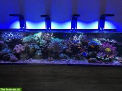 1400 Liter Meerwasseraquarium komplett mit Korallen Fische Technik + Licht