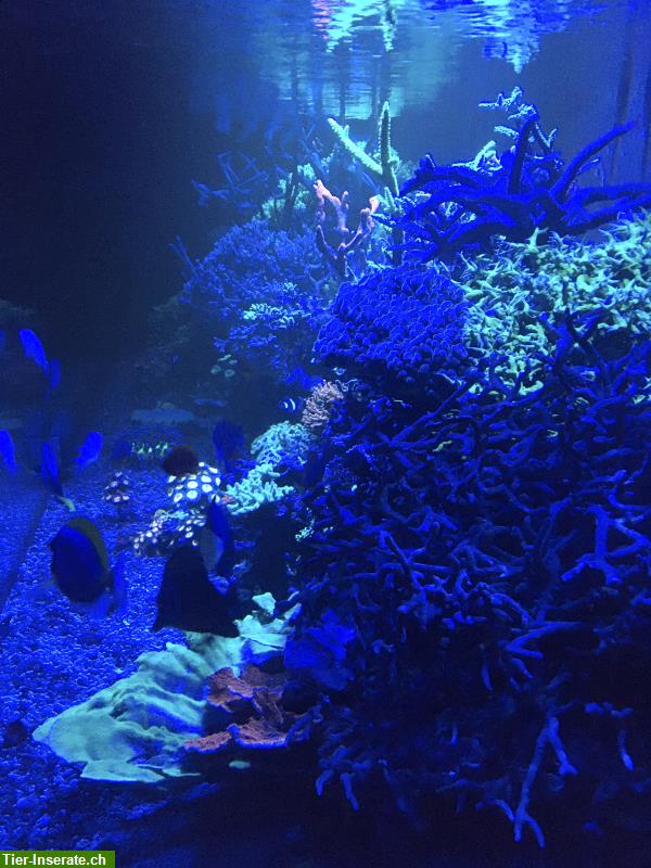 Bild 2: 1400 Liter Meerwasseraquarium komplett mit Korallen Fische Technik + Licht