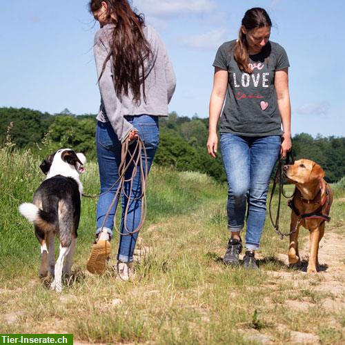 Bild 2: Dogwards - Hundeschule im LU und AG