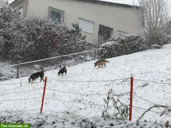 Bild 3: Dogpartner Hundepension | Hundebetreuung/Dogsitting