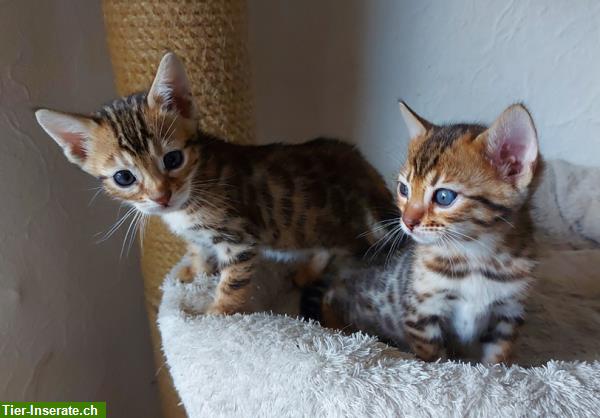Bild 1: Zuckersüße Bengal Kitten, weiblich, brown tabby spotted