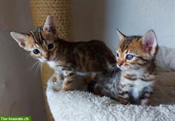 Zuckersüße Bengal Kitten, weiblich, brown tabby spotted