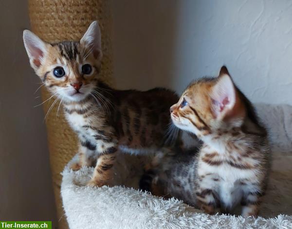 Bild 2: Zuckersüße Bengal Kitten, weiblich, brown tabby spotted