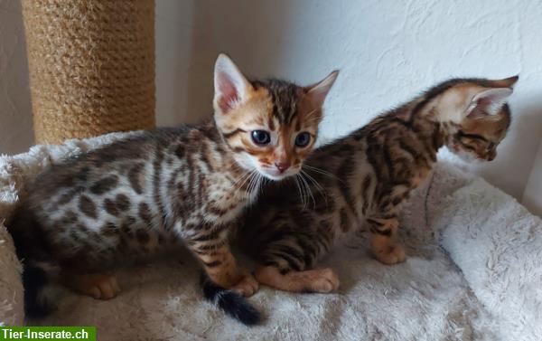 Bild 3: Zuckersüße Bengal Kitten, weiblich, brown tabby spotted