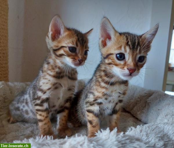 Bild 4: Zuckersüße Bengal Kitten, weiblich, brown tabby spotted
