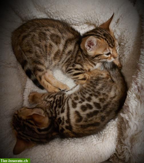 Bild 5: Zuckersüße Bengal Kitten, weiblich, brown tabby spotted