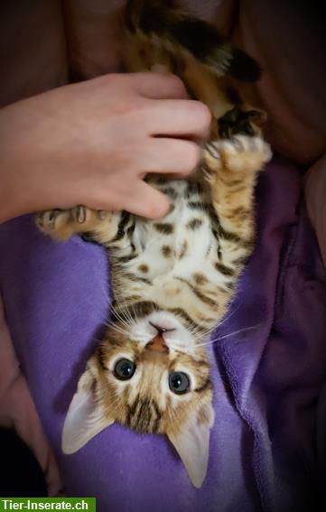 Bild 6: Zuckersüße Bengal Kitten, weiblich, brown tabby spotted