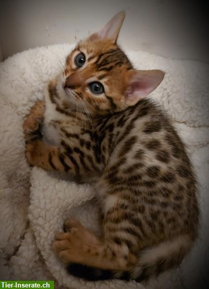Bild 7: Zuckersüße Bengal Kitten, weiblich, brown tabby spotted