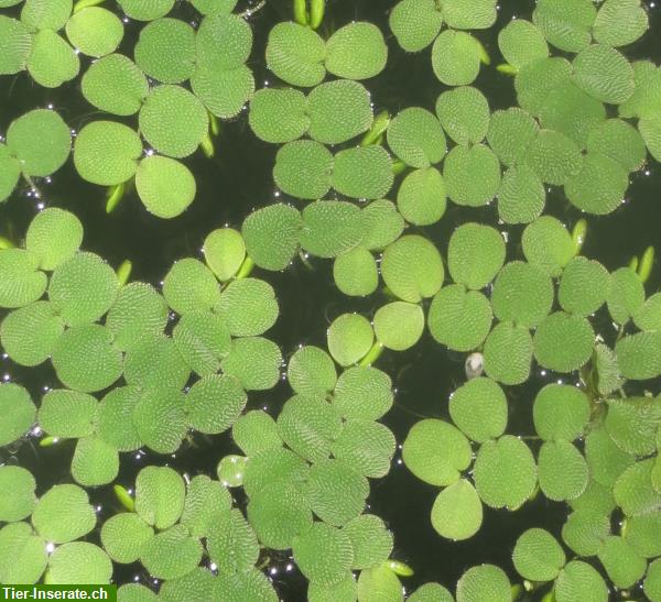Bild 5: Tropica Salvinia auriculata, Schwimmfarn - Schwimmpflanze x 8 Stück