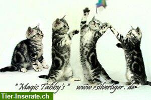 Bild 8: BKH Kätzchen, Vivien & Victor, silbertabby-spotted & classic, Whiskas