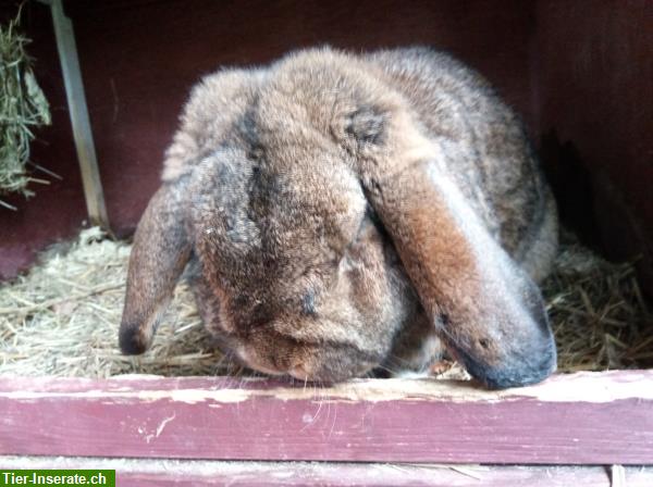 Bild 1: Widder Deckrammler wildfarben | Kaninchen nicht zu verkaufen!