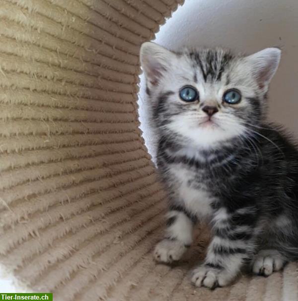 Bild 4: Wunderschöne BKH Kätzchen suchen ein liebevolles neues Zuhause