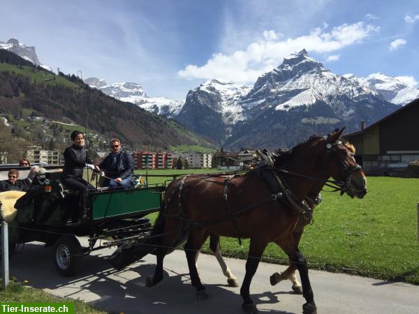 Bild 1: Pferdepfleger*in gesucht, Zentralschweiz
