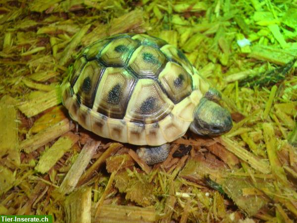 Bild 1: Junge Griechische Landschildkröten zu verkaufen