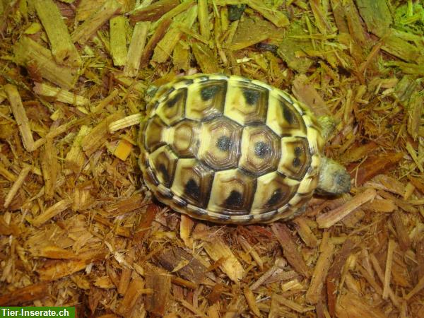 Bild 2: Junge Griechische Landschildkröten zu verkaufen