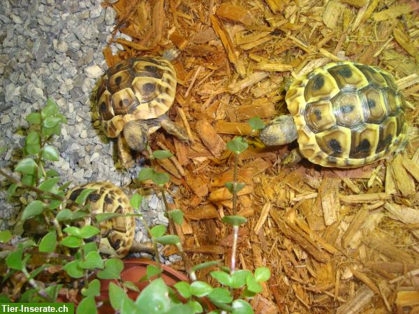 Bild 4: Junge Griechische Landschildkröten zu verkaufen