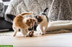 Katzen-, Kleintier- & Hausbetreuung während ihren Ferien