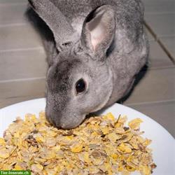 Süsslupinen Snack für Kaninchen und Nager