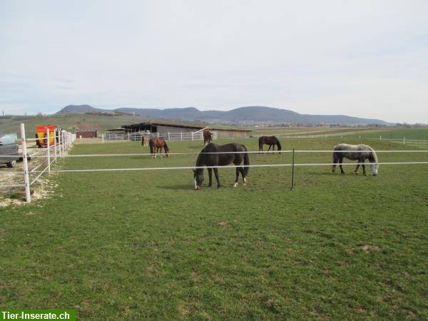 Bild 1: Pferde Offenstallplätze in 8216 Oberhallau SH