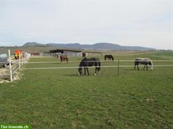 Pferde Offenstallplätze in 8216 Oberhallau SH